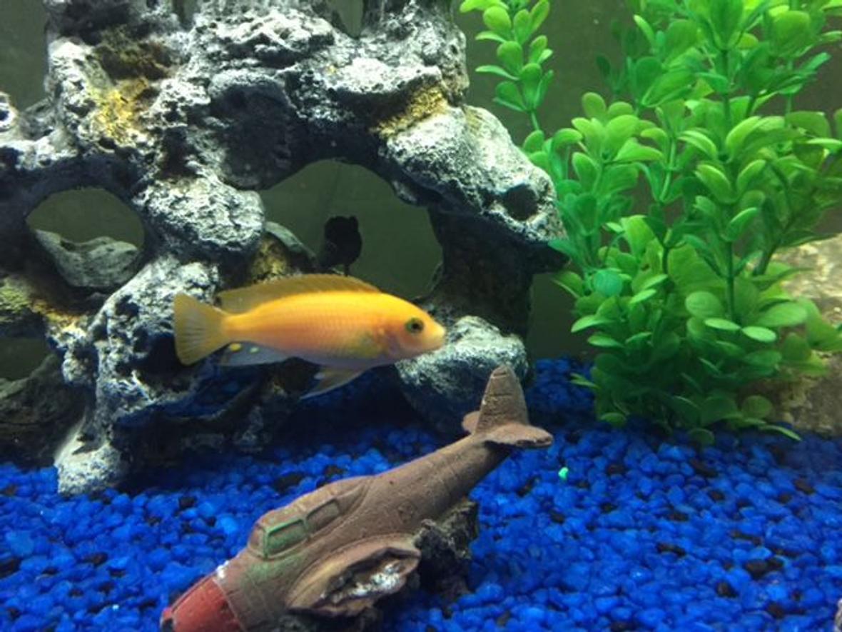 freshwater fish stocking in 36 gallons tank - Help Identifying??