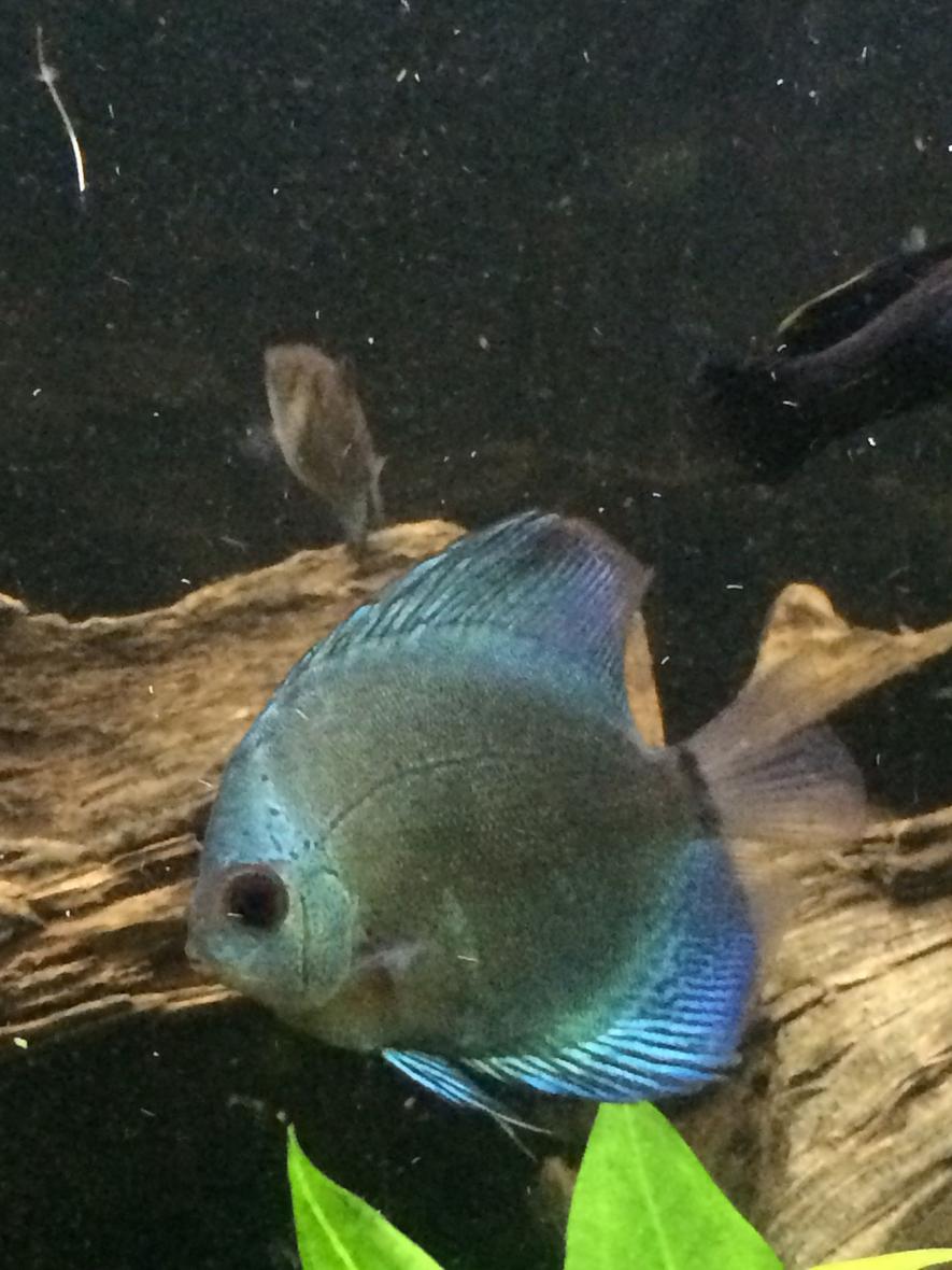 Rated #20: Freshwater Fish Stocking In 60 Gallons Tank - Blue diamond juvenile discus