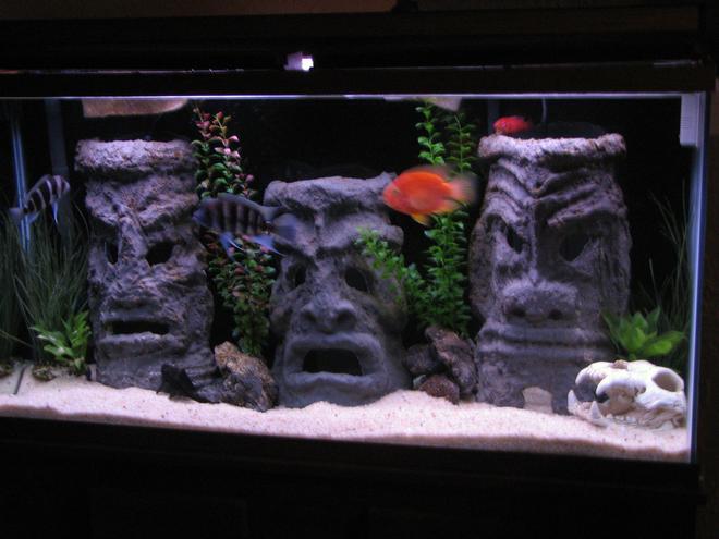 60 gallons freshwater fish tank (mostly fish and non-living decorations) - 60 gallon tall with homemade tiki men, made from cement and pvc