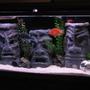 60 gallons freshwater fish tank (mostly fish and non-living decorations) - 60 gallon tall with homemade tiki men, made from cement and pvc