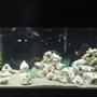 90 gallons freshwater fish tank (mostly fish and non-living decorations) - my tank