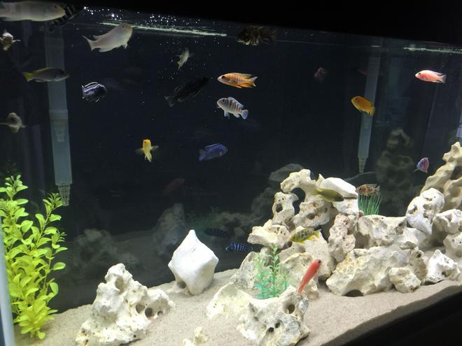 freshwater fish stocking in 90 gallons tank - african cichlids