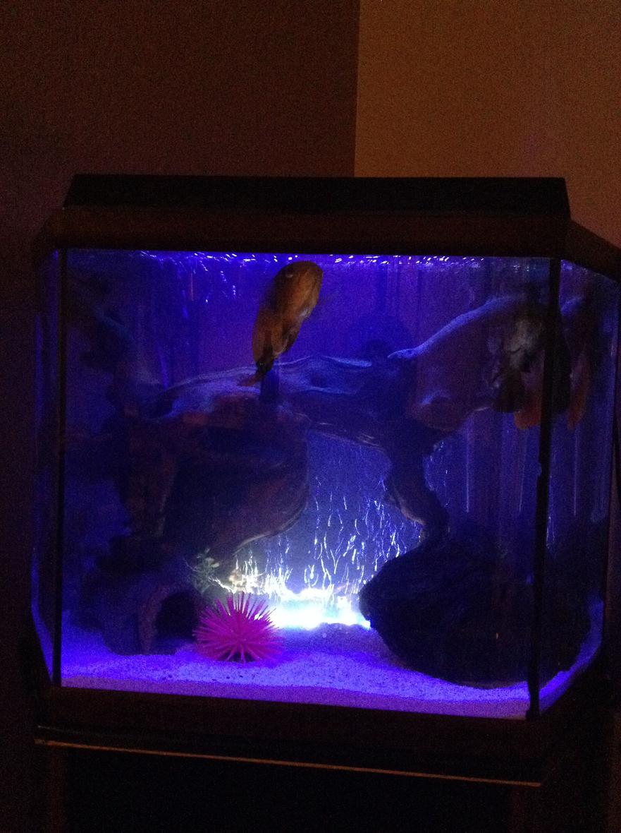 Rated #31: Freshwater Fish Stocking In 40 Gallons Tank - White sand substrate with petrified rock as a balance for the two large pieces of driftwood intertwined