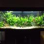45 gallons planted tank (mostly live plants and fish) - My tank