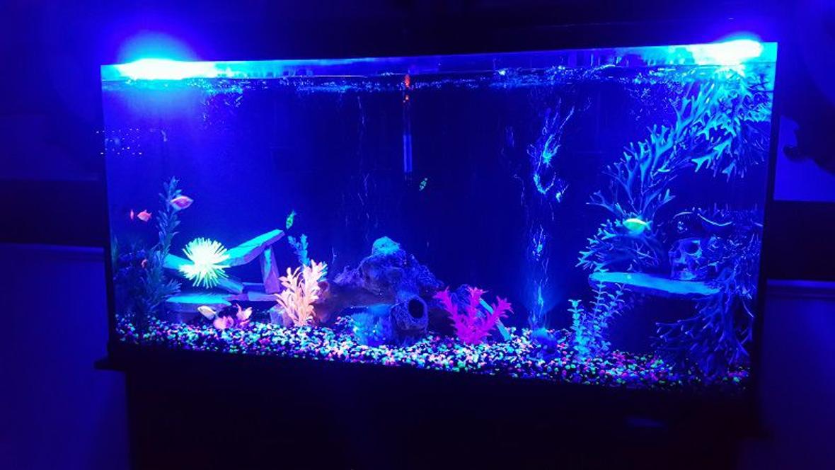60 gallons freshwater fish tank (mostly fish and non-living decorations)