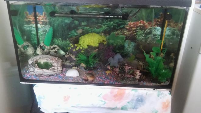 20 gallons reef tank (mostly live coral and fish) - MY BEAUTY..NOT MUCH BUT MY 1STE TANK