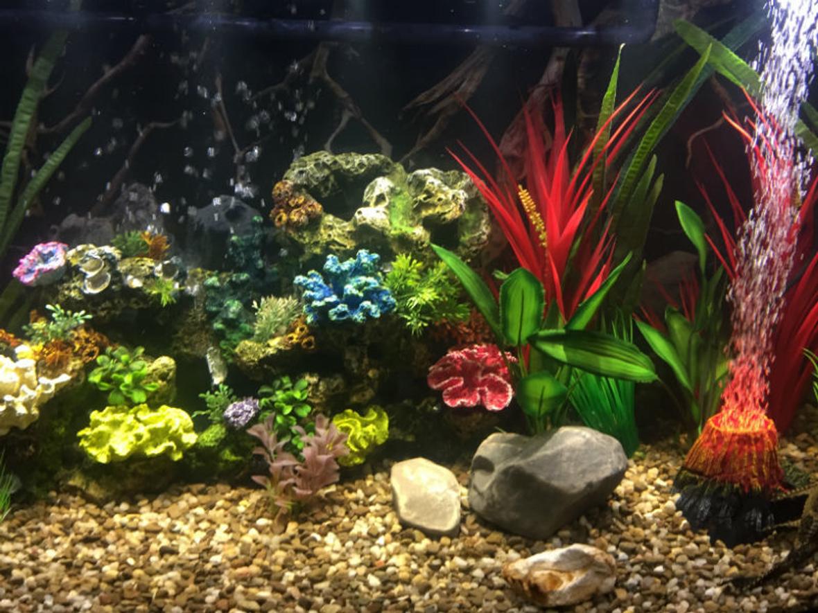 46 gallons freshwater fish tank (mostly fish and non-living decorations) - 46 Gallon Bow Front Cichlid Tank