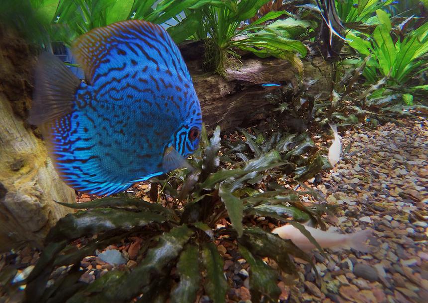Rated #1: Freshwater Fish Stocking In 180 Gallons Tank - Blue Discus picture seems a little more realistic, when shot from inside the tank rather than through the glass. Good way to get rid of refections as well.