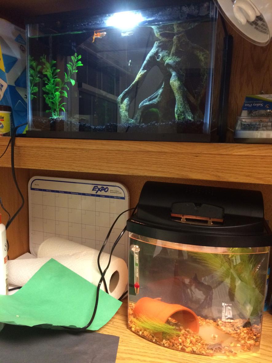 Rated #111: 6 Gallons Freshwater Fish Tank - Both of my tanks...the guppy tank (5.5 gallons) and the ADF tank (2.5 gallons)