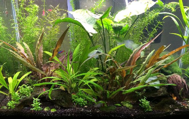 20 gallons planted tank (mostly live plants and fish) - Here's my 20 gal. If I was braver, I'd go bigger!