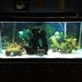 75 gallons freshwater fish tank (mostly fish and non-living decorations) - My 75 gallon fish tank.