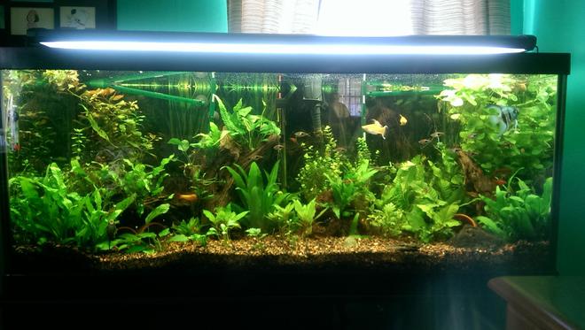 75 gallons planted tank (mostly live plants and fish) - My 75 gallon at 6months