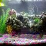 50 gallons freshwater fish tank (mostly fish and non-living decorations) - 50 gal bow front tank.