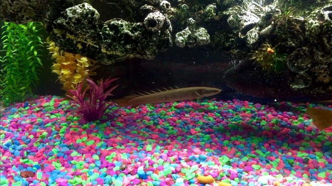 freshwater fish stocking in 50 gallons tank - Dinosaur Bichir