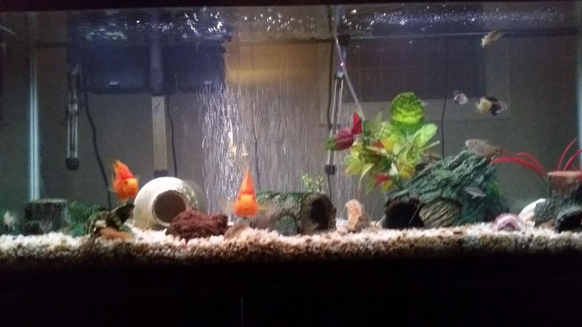 55 gallons freshwater fish tank (mostly fish and non-living decorations) - Freshwater 55 gallon