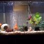 55 gallons freshwater fish tank (mostly fish and non-living decorations) - Freshwater 55 gallon