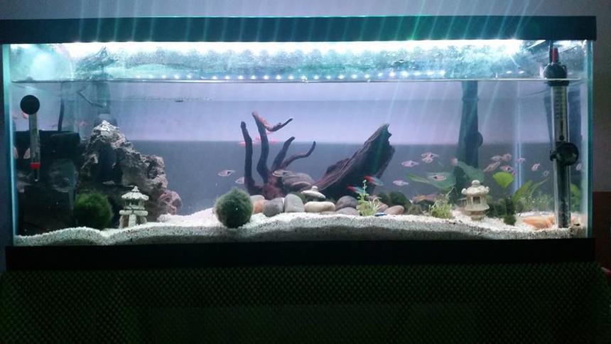 Rated #51: 20 Gallons Freshwater Fish Tank - My New 20 gallon long tank set up. i tried to do a little aquascaping here. left a little cave and the rightt a open space for them to swim about. a couple of nanas including the big and small ones. a bunch of morimo moss balls. i decided to go against getting neon tetras since they die so easily and went with rasbora. glad i did.