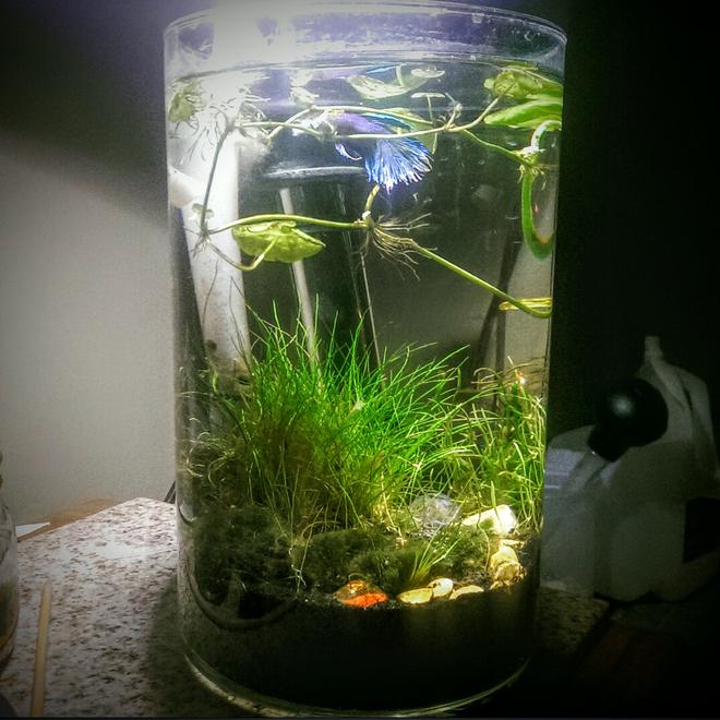 2 gallons planted tank (mostly live plants and fish) - 2 gallon shrimp and betta