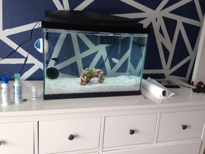 20 gallons freshwater fish tank (mostly fish and non-living decorations) - .