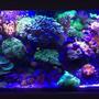 90 gallons reef tank (mostly live coral and fish) - My 90 gallon mixed Reef