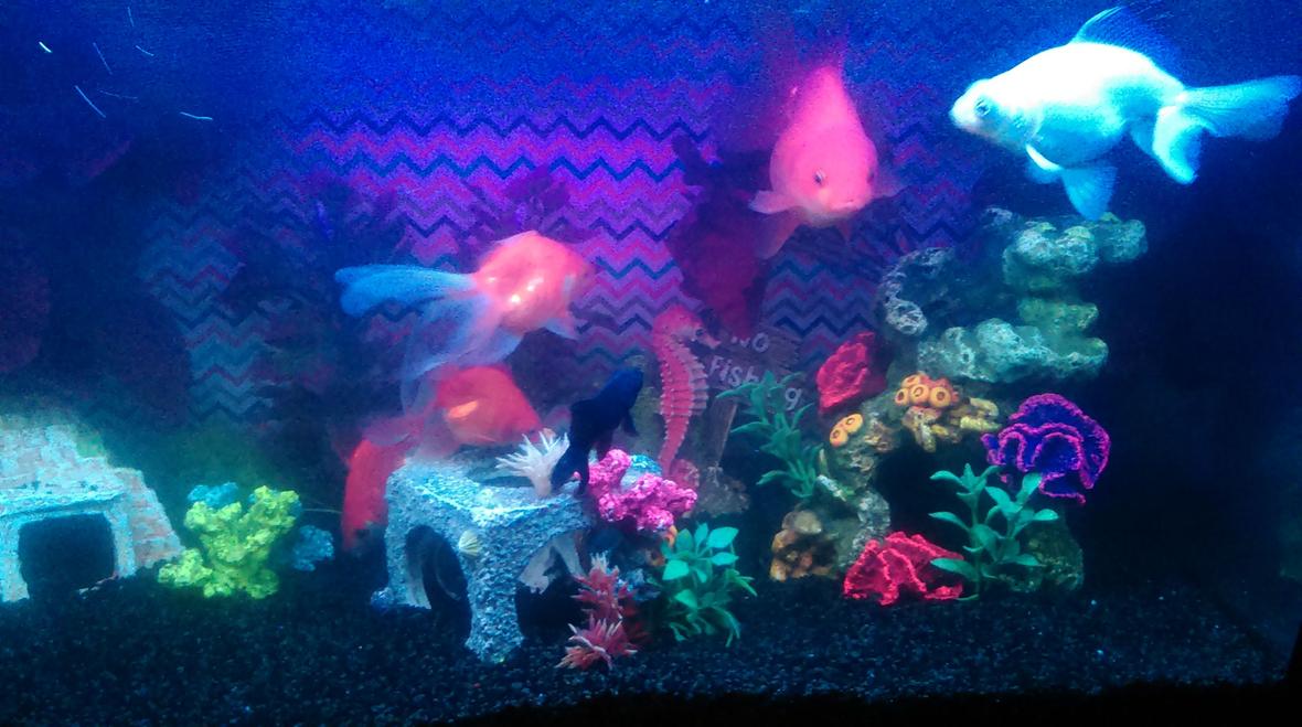 15 gallons freshwater fish tank (mostly fish and non-living decorations) - Fish