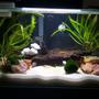 6 gallons freshwater fish tank (mostly fish and non-living decorations) - 6 Gallon - newbie to the hobby