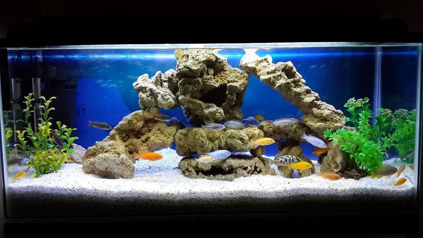 Rated #6: 34 Gallons Freshwater Fish Tank - Malawi tank setup