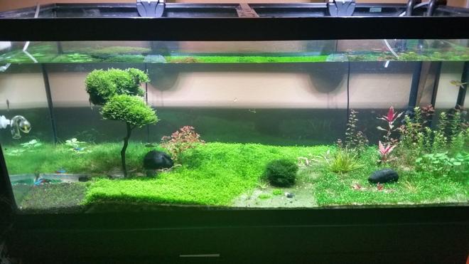 75 gallons planted tank (mostly live plants and fish) - Frontal view
