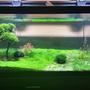 75 gallons planted tank (mostly live plants and fish) - Frontal view