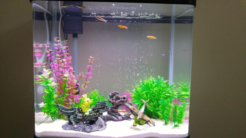 Rated #98: 20 Gallons Freshwater Fish Tank - 20 gallon freshwater tank with white sand as substrate and some decorations