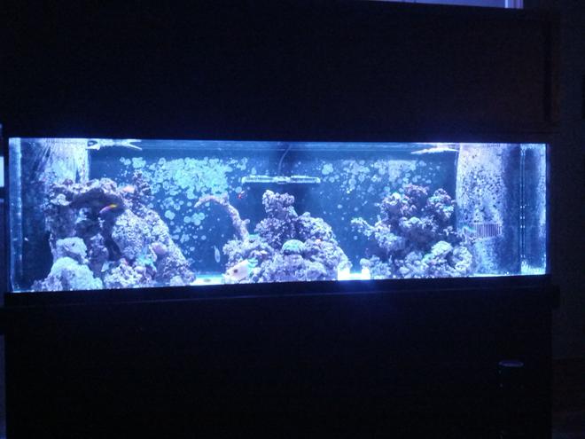 125 gallons reef tank (mostly live coral and fish) - 125 gal
