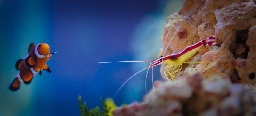 Rated #2: Saltwater Fish Stocking In 90 Gallons Tank - My clown and my Shrimp...