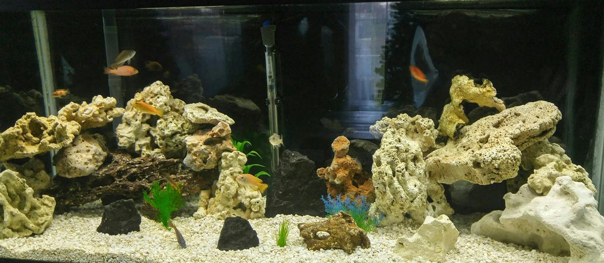 75 gallons freshwater fish tank (mostly fish and non-living decorations) - 75 gallon African cichlid tank