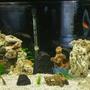 75 gallons freshwater fish tank (mostly fish and non-living decorations) - 75 gallon African cichlid tank