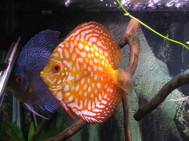 freshwater fish stocking in 55 gallons tank - discus