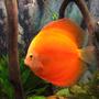 freshwater fish stocking in 55 gallons tank - discus