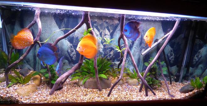 55 gallons freshwater fish tank (mostly fish and non-living decorations) - discus tank