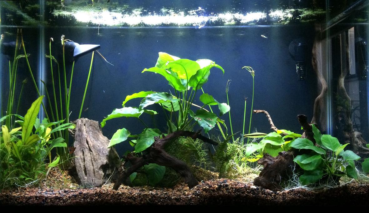 29 gallons freshwater fish tank (mostly fish and non-living decorations) - 11/7/15, main show tank