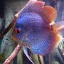 freshwater fish stocking in 55 gallons tank - discus