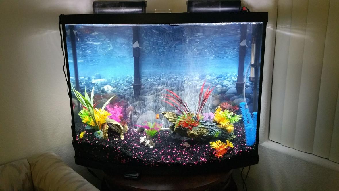 38 gallons freshwater fish tank (mostly fish and non-living decorations) - 38 gal freshwater african cichilds