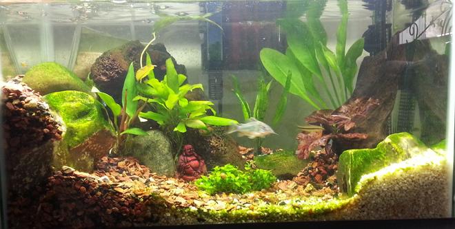 15 gallons planted tank (mostly live plants and fish) - 10 gallon standard
Flora includes Java Fern, Amazon Sword, Red Tiger Lotus, Staurogyne Repens, Green Temple, and an Anubias Frazeri.
Fauna includes 2 Dwarf Indian Puffers, 2 Ottos, 1 Emerald Cory Cat, and 2 Kuhli Loaches.