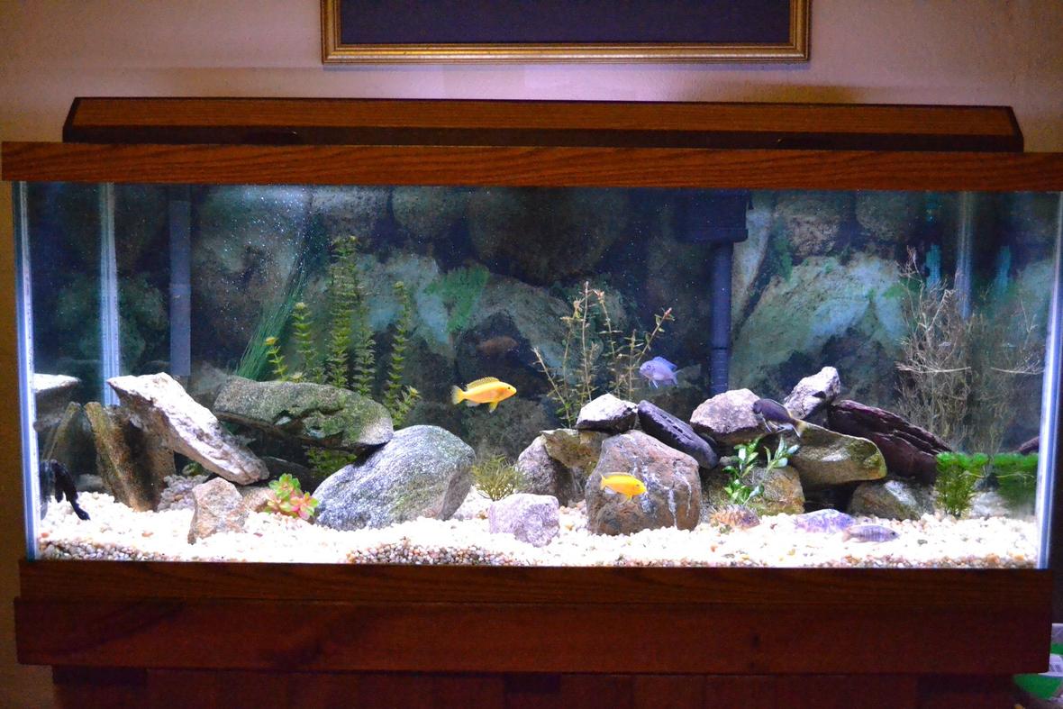 75 gallons freshwater fish tank (mostly fish and non-living decorations) - 75 gallon African Cichlid tank, mostly from lake Malawi. 10 Fish total (not all visible)