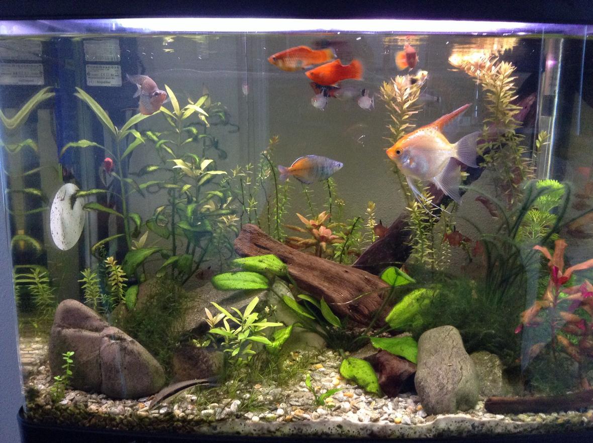 23 gallons planted tank (mostly live plants and fish) - A planted tank