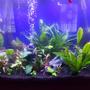 45 gallons planted tank (mostly live plants and fish) - Just a quick pic