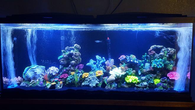 55 gallons freshwater fish tank (mostly fish and non-living decorations) - My lil project :)