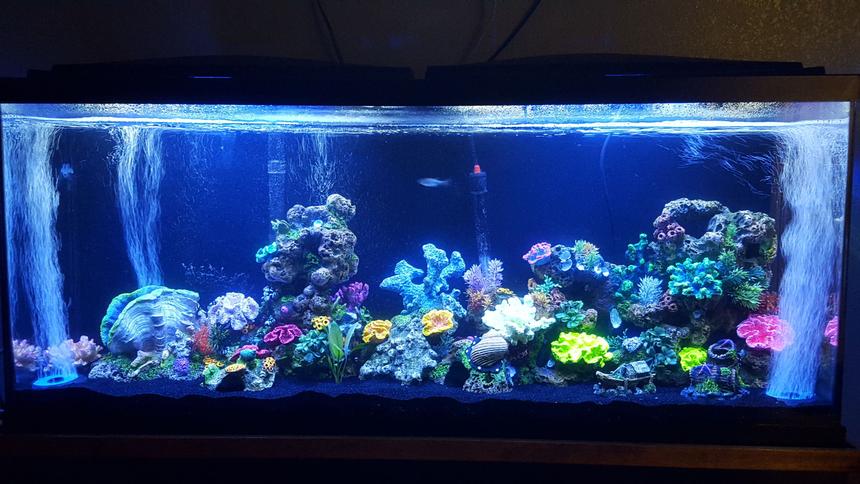 Rated #25: 55 Gallons Freshwater Fish Tank - My lil project :)