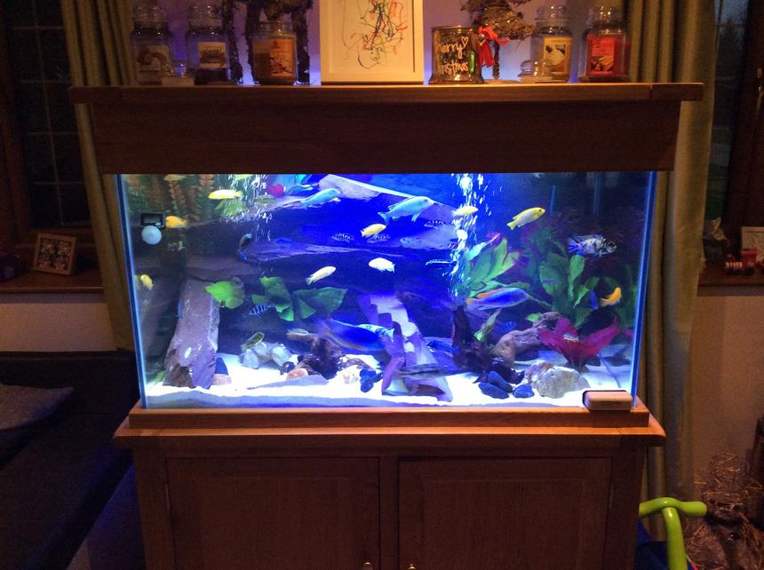 Rated #38: 75 Gallons Freshwater Fish Tank - Malawi tank, plum slate , some fake plants, small bit of driftwood.