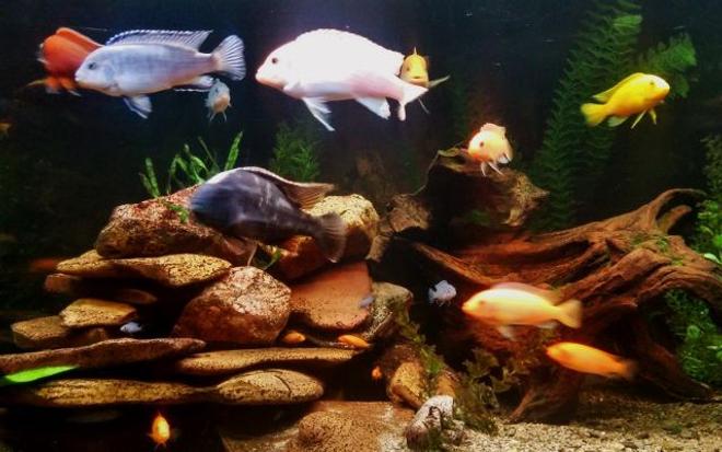 92 gallons freshwater fish tank (mostly fish and non-living decorations) - A new pic