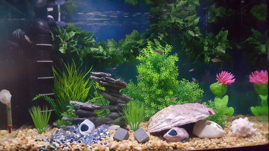 Rated #33: 30 Gallons Freshwater Fish Tank - Just set up this tank after thanksgiving 2015. 30 Gallon Tank 1 betta 4 mollies 5 red eye tetras 7 ghost shrimp 9 neon tetras