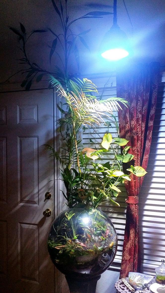 Rated #46: 3 Gallons Planted Tank - 3 gal 14 yrs